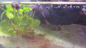 Головастики древолаза Энтони