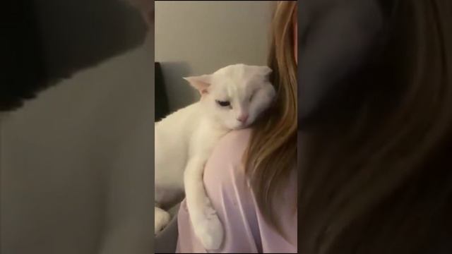 СМЕШНЫЕ КОШКИ 2023, ЛУЧШИЕ ПРИКОЛЫ С КОТАМИ, КОТ, КОШКА. ССЫЛКА В ОПИСАНИИ!