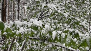 Снег в зеленом лесу, весна  ❄️❄️❄️29-04-2025