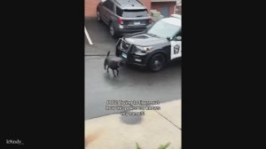 Самая смешная ДРАМАТИЧЕСКАЯ СОБАКА 2025 Года, Которая Заставит Вас Смеяться До Слез 😂