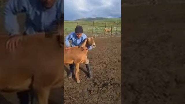 Чем отличается Гиссар от Арашана