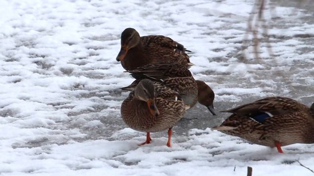 шилохвость смотреть онлайн