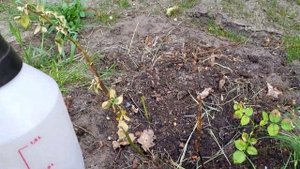 Обработка роз Хлоридом Кальция.