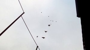 николаевские голуби Первомайска Тамбовской области 24 11 2018 года