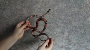 Чучела змей - Таксидермия | Чучела животных | Авторская Таксидермия