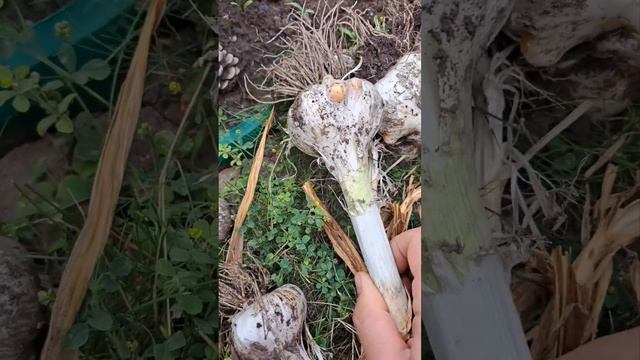 Чудо чеснок-гигант "Рокамболь".Самый вкусный и до нового урожая😉. смотреть онлайн