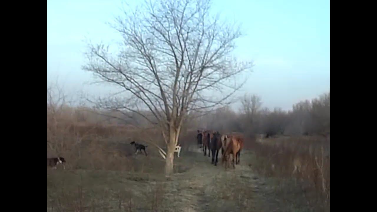 15.03.2025 ЧТО ДЕЛАТЬ? : ЛПХ В ОПАСНОСТИ смотреть онлайн