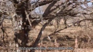 Почему кошки могут прыгать с высоты и не получать травм?