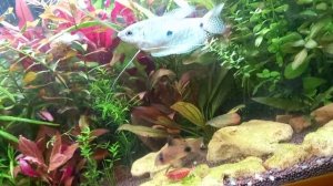 креветка вишня.mp4