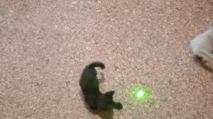 котейки гоняют
