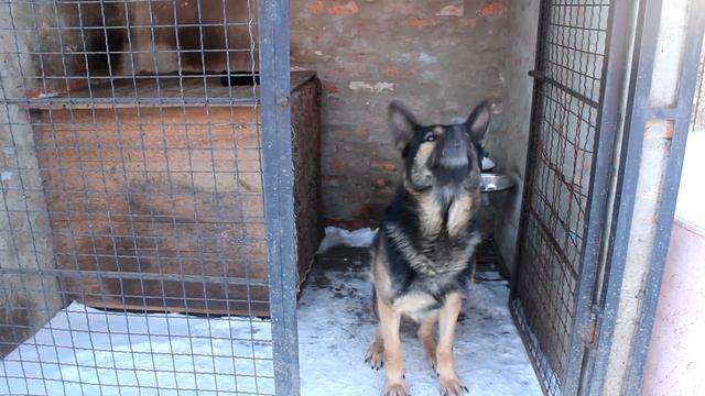 Дмитрий Гоголь - Утро начинается не с кофе