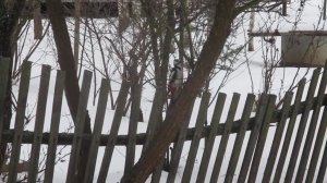 Пестрый дятел за работой