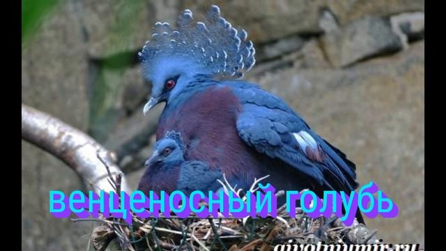 Необычные породы голубей