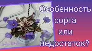 Фиалка "Н-Кот Баюн" в моей коллекции. Особенность сорта.