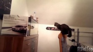 Неудачные прыжки котов и кошек, смешные кошки