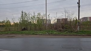 В Новое Пушкино из Заветов Ильича 29.04.2025