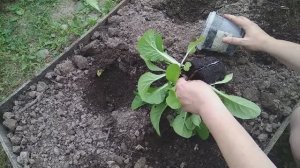 Сажаем пекинскую капусту в августе после чеснока