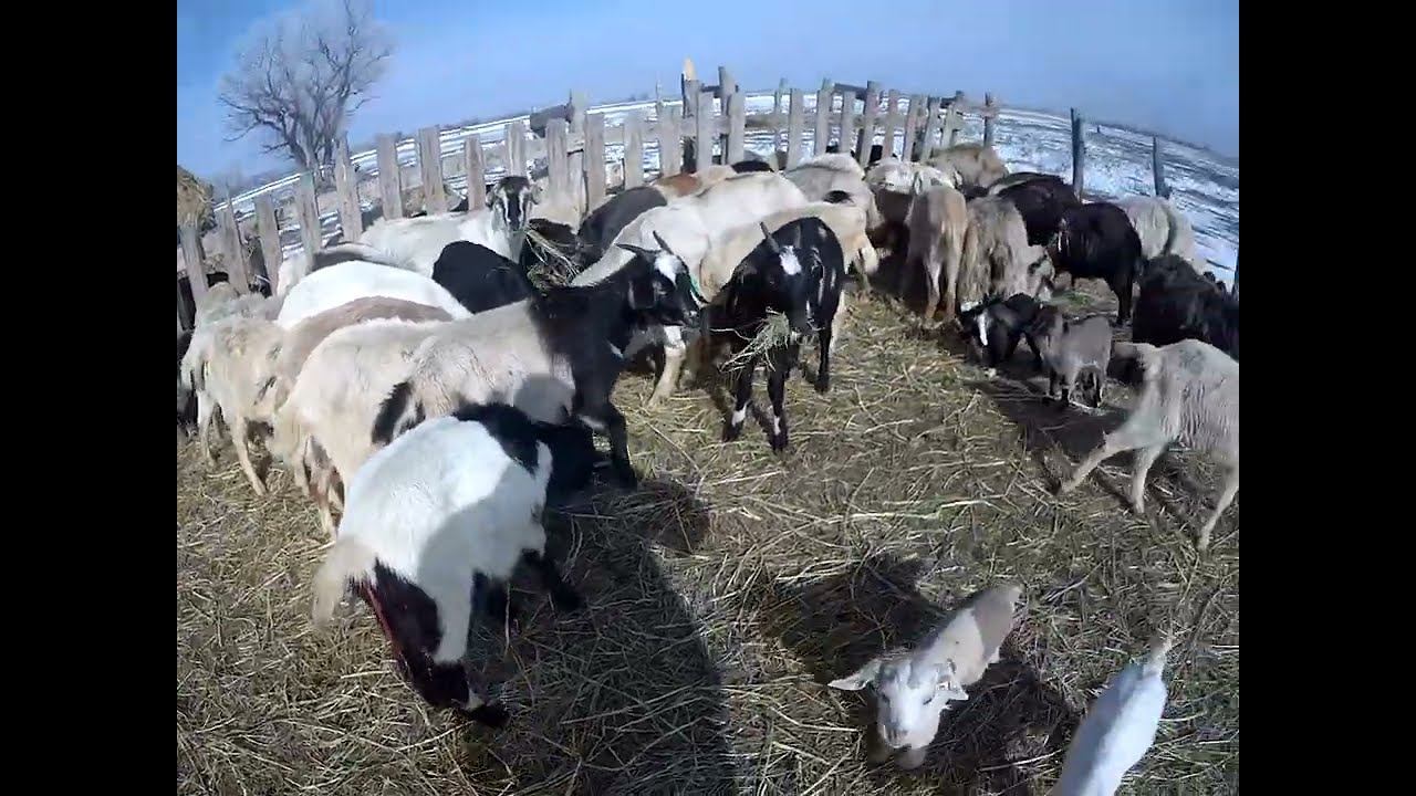 03.03.2025 Падёж ЧТО ДЕЛАТЬ? : ЛПХ В ОПАСНОСТИ смотреть онлайн