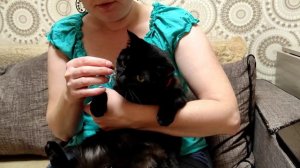 Стрижем когти коту без шума и пыли😉 #кошки #юмор #животные #смешно #лайфхаки