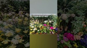 Аптекарский огород  - фестиваль Репетиция весны