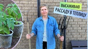 Пора высаживать рассаду в теплицу | Что добавить в лунку при посадке