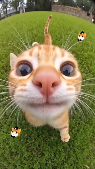 Кото морда