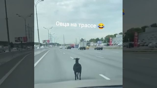 СМЕХ ДО СЛЕЗ - ТОП ПРИКОЛЫ 2022 😂 #Shorts