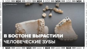 Ученые из Бостона вырастили человеческие зубы у свиньи - Москва 24