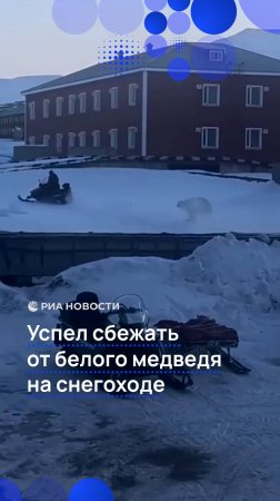 Успел сбежать от белого медведя на снегоходе
