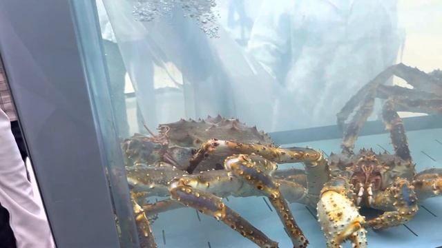 🔴 Московские Цены 🔴 Фестиваль Рыбной Недели 🐡🐟🦞🦑🐠 Красная Площадь смотреть онлайн