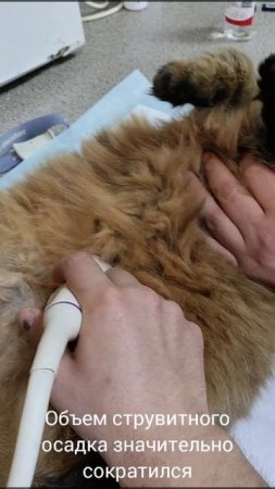 динамика растворения струвитных кристаллов на узи