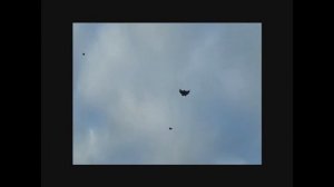 Николаевские голуби!