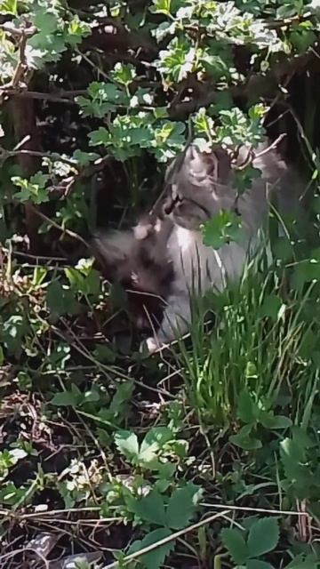 #удивительные #животные,наша #кисуня #Василиса смотреть онлайн