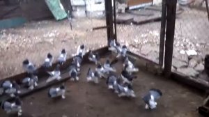 Урюпинские голуби