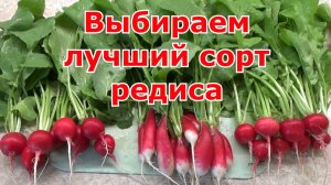 Какой сорт редиса лучший для нас в этом сезоне. Собираем урожай редиса в конце апреля.