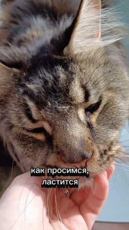 наше утро #сева #моякошка #cat #веселыекоты #котик #животные #котофейка #кот #видосыоткота