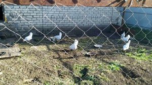 Новополянье! Пикник на День Рождения!