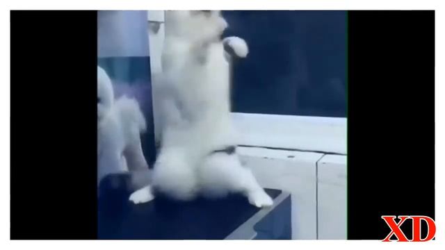 XD Коты танцуют Cat Dance.Party Favor & Zooly - Meow