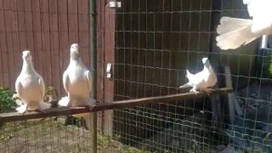 таджикские голуби Андрея друга Ивана с Билефельда.