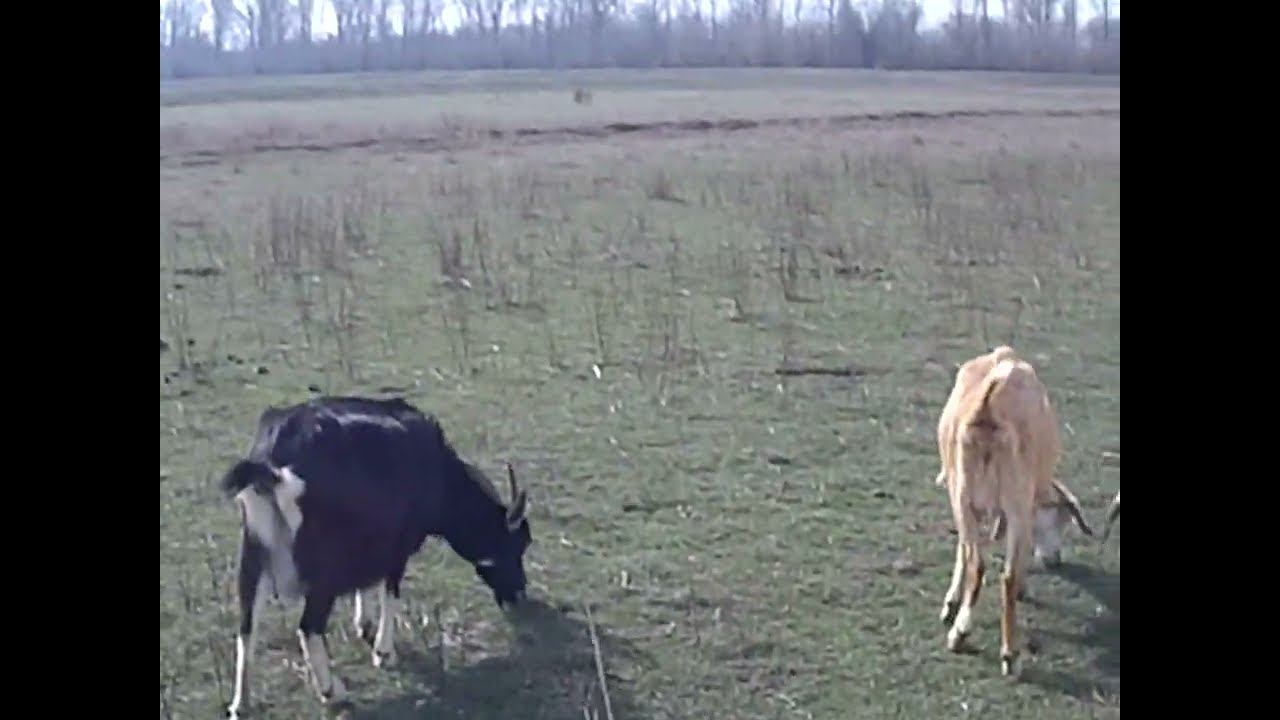 16.03.2025 ЧТО ДЕЛАТЬ? : ЛПХ В ОПАСНОСТИ смотреть онлайн