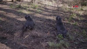 Животные: бультерьеры