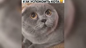 Приколы с котами из тик ток/Смешные кошки 2021
