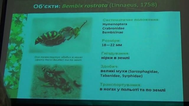Энтомология Украины: Морфология Жала Роющих Ос (Hymenoptera, Sphecidae, Crabronidae)