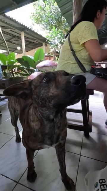 Собачка на Кубе: Открываем Водопад Эль-Ничо #Cuba #Varadero #отдыхнакубе