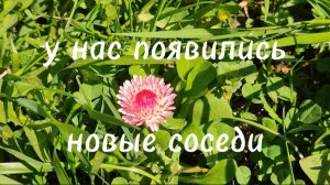 У нас появились новые соседи