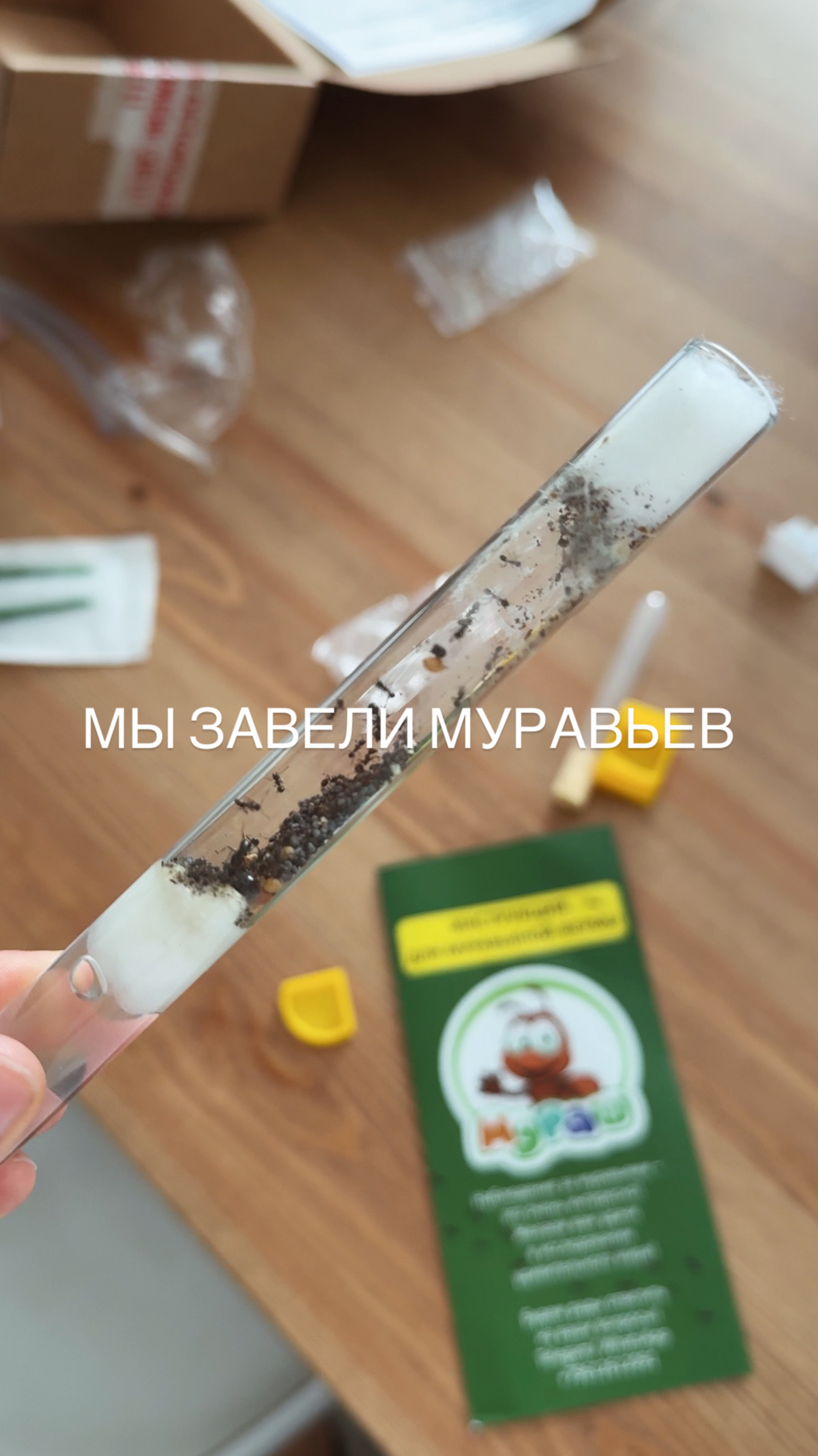 Муравьиная ферма