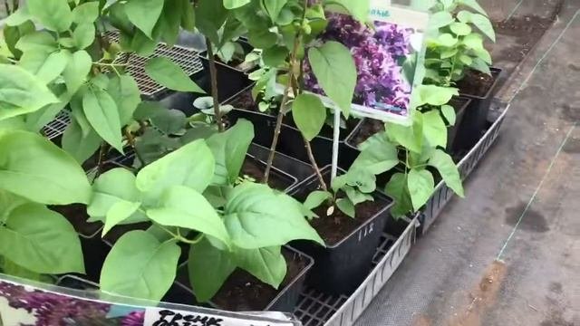 Сирень сортовая или в гостях у Тимирязевки.