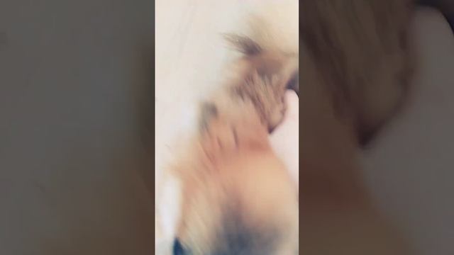 КАК НАУЧИТЬ СОБАКУ КОМАНДАМ?#shorts #команды #шпиц #померанский_шпиц смотреть онлайн