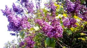 ЗАЦВЕТАЕТ СИРЕНЬ В СИРЕНЕВОМ САДУ КОЛЕСНИКОВА/МОСКВА МАЙ 2024 ГОД