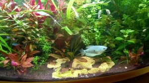 аквариум 50л.mp4